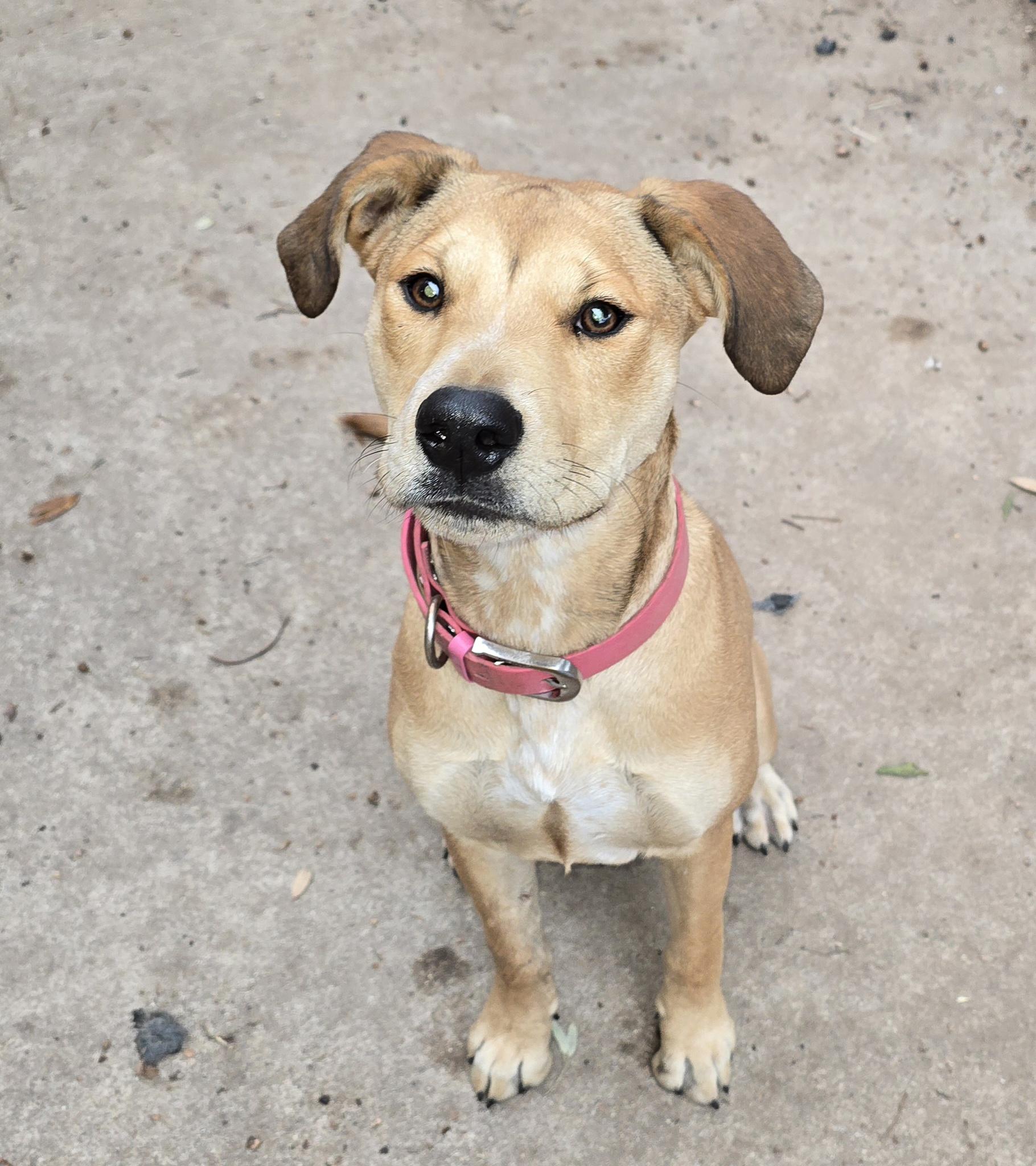 Enlarge Bonnie, a Adoptable mixed breed in Albany, NY image 1/6