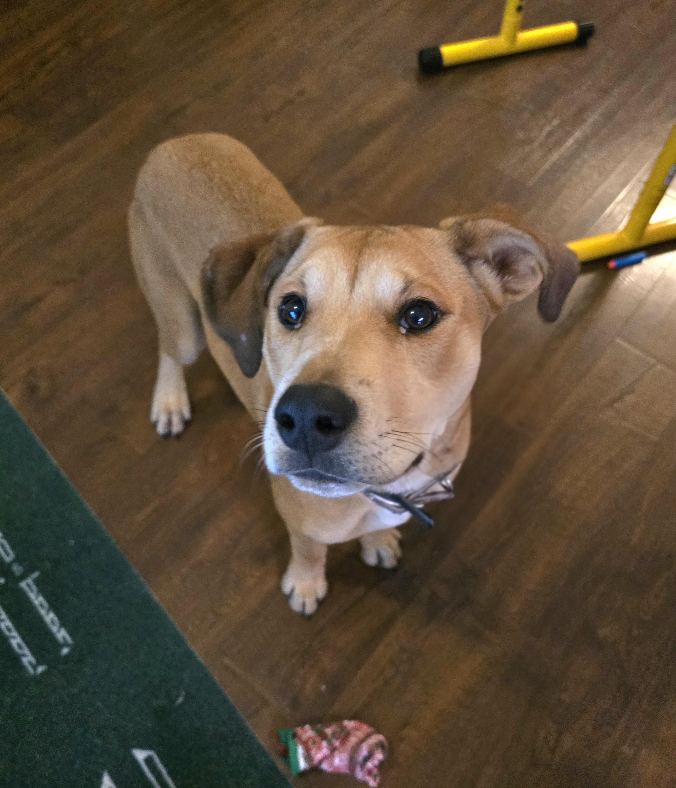 Enlarge Bonnie, a Adoptable mixed breed in Albany, NY image 5/6