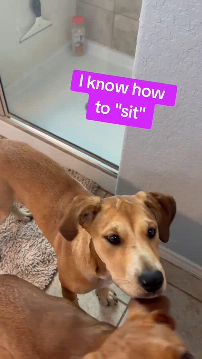 Enlarge Bonnie, a Adoptable mixed breed in Albany, NY video 6/6