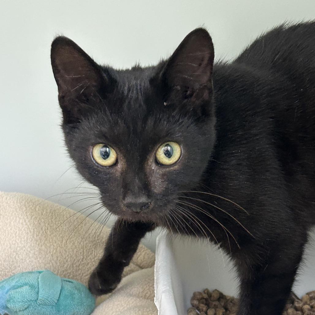 Enlarge jameen, a Adoptable Domestic Short Hair in Ridgely, MD image 1/1