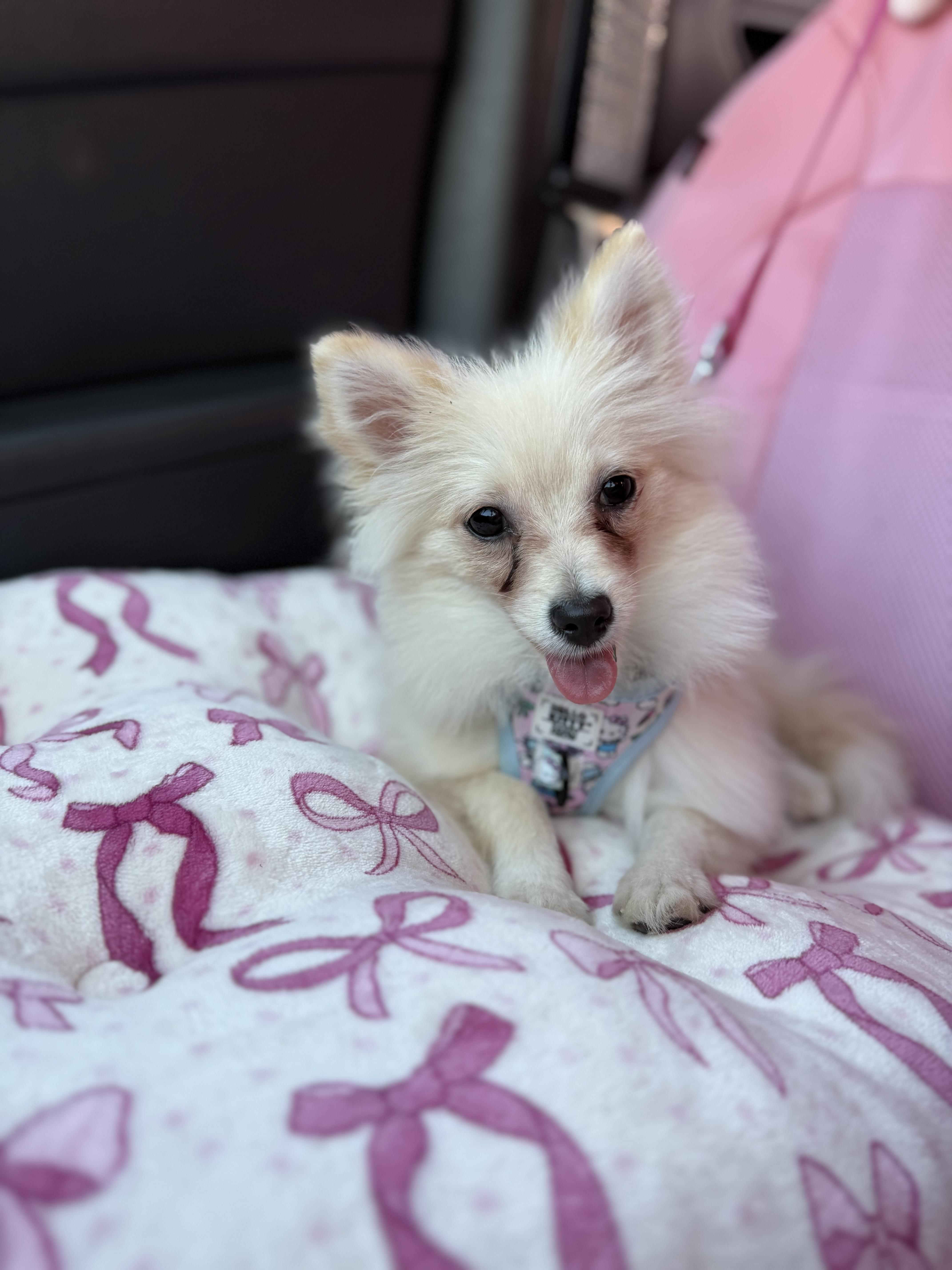 Kassy, a ADOPTABLE Pomeranian in Red Bluff, CA image 2/3