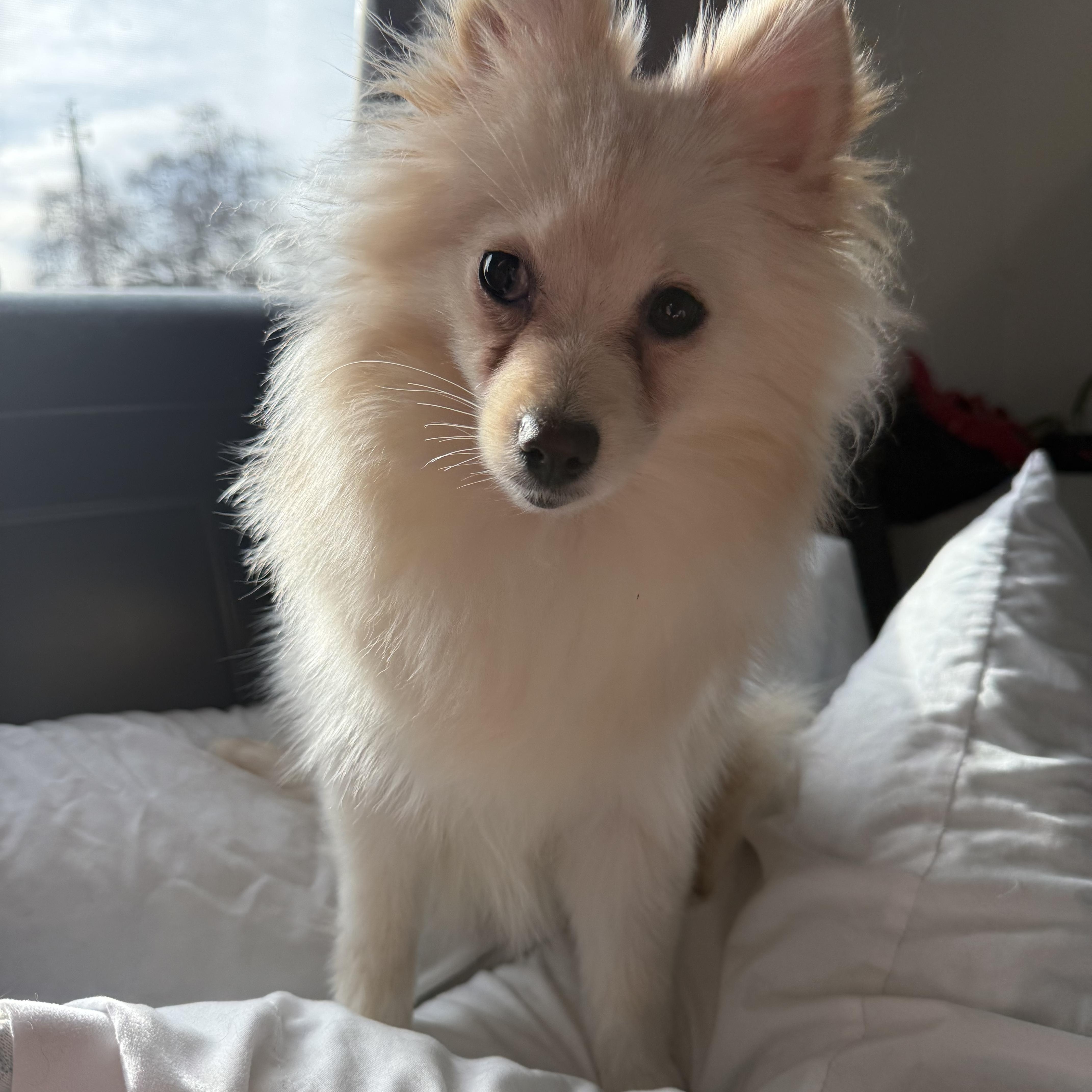 Kassy, ADOPTABLE, Young Female Pomeranian.