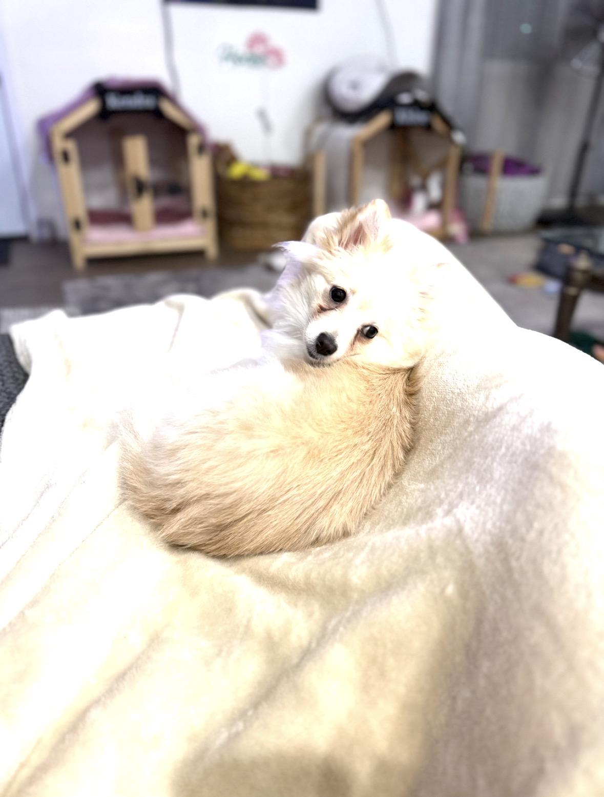 Kassy, a ADOPTABLE Pomeranian in Red Bluff, CA image 3/3