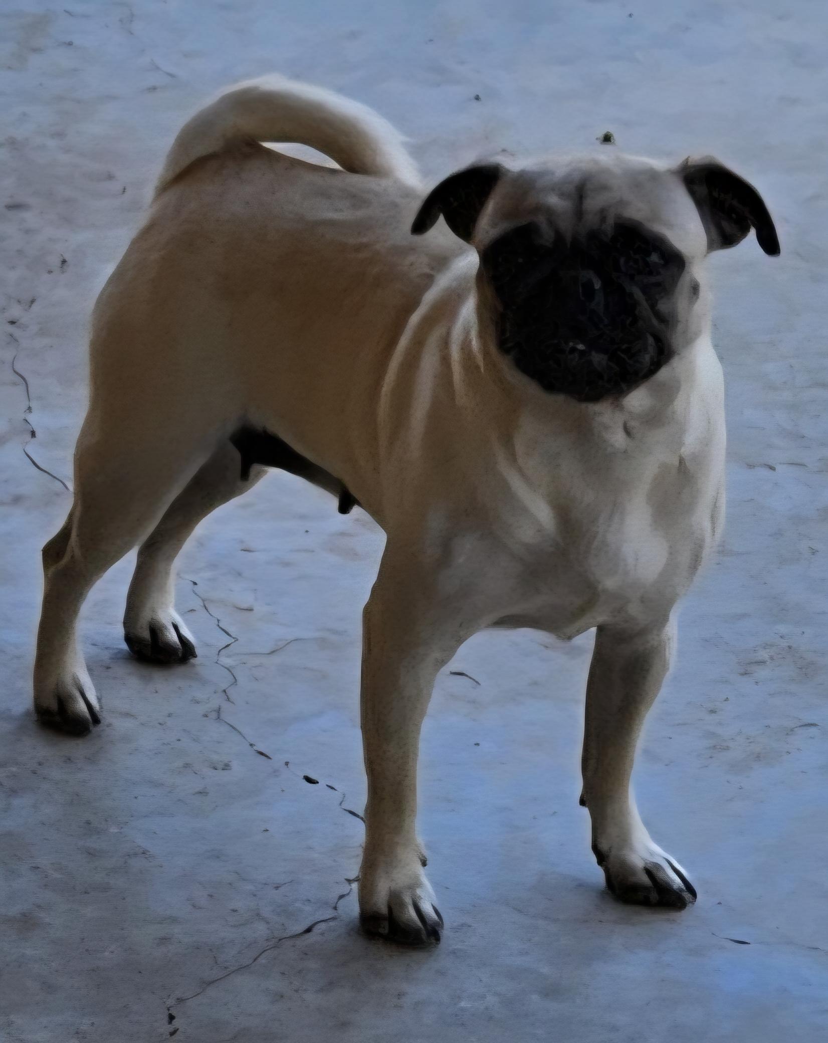 Enlarge Bella, a Adoptable Pug in Moreno Valley, CA image 1/3