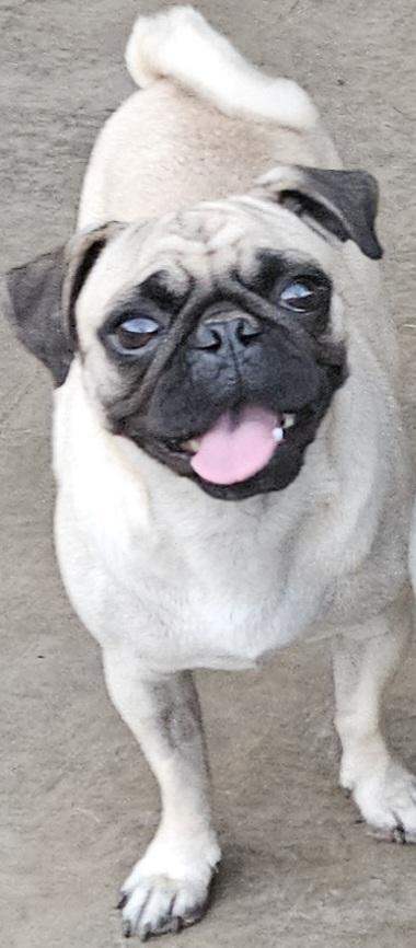Enlarge Bella, a Adoptable Pug in Moreno Valley, CA image 2/3