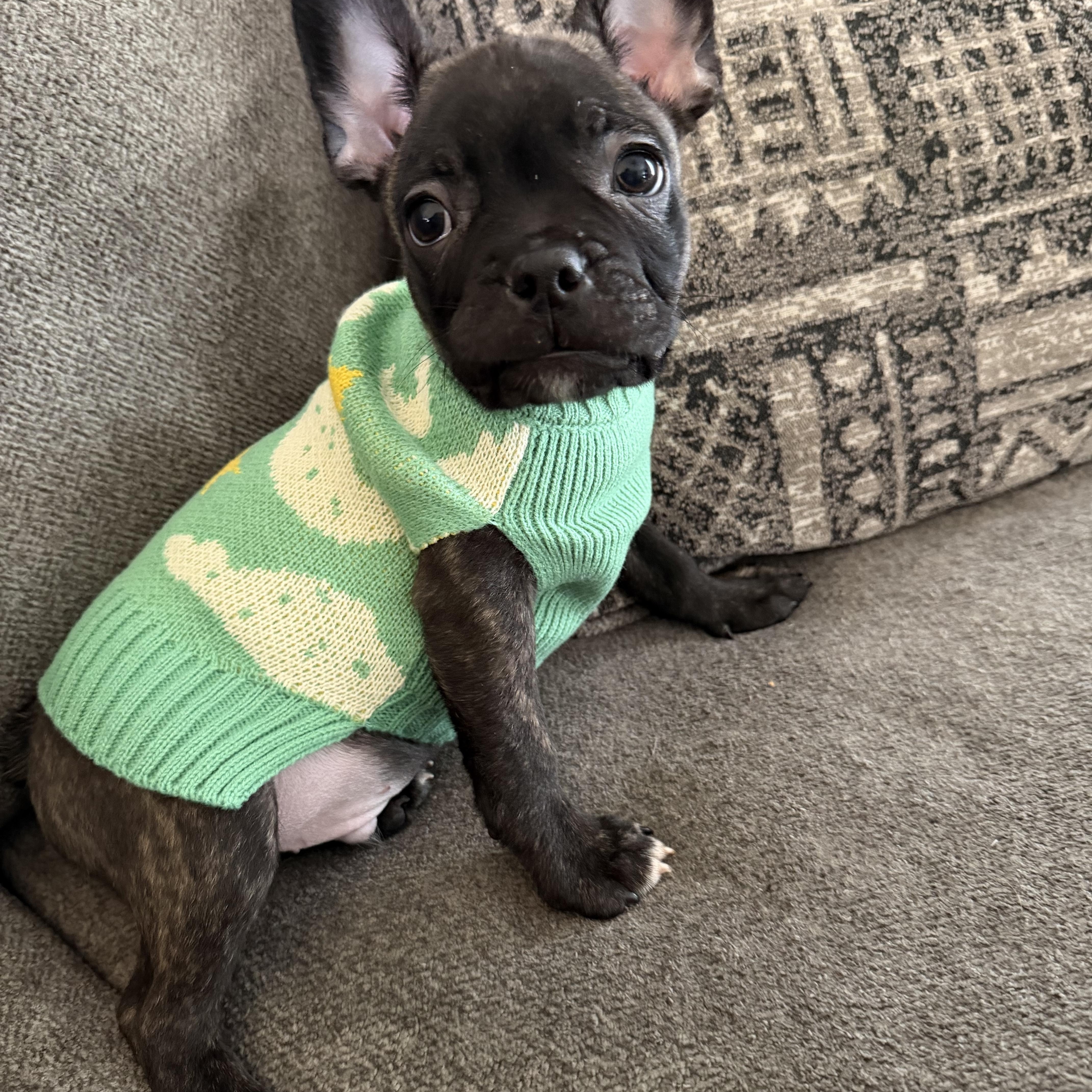 Rigatoni, ADOPTABLE, Puppy Male French Bulldog & Boston Terrier.
