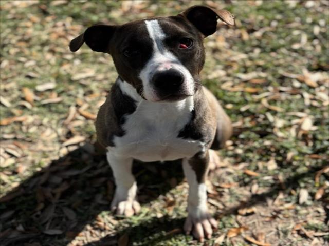 BINGO, Adoptable, Young Male Boxer & Mixed Breed.