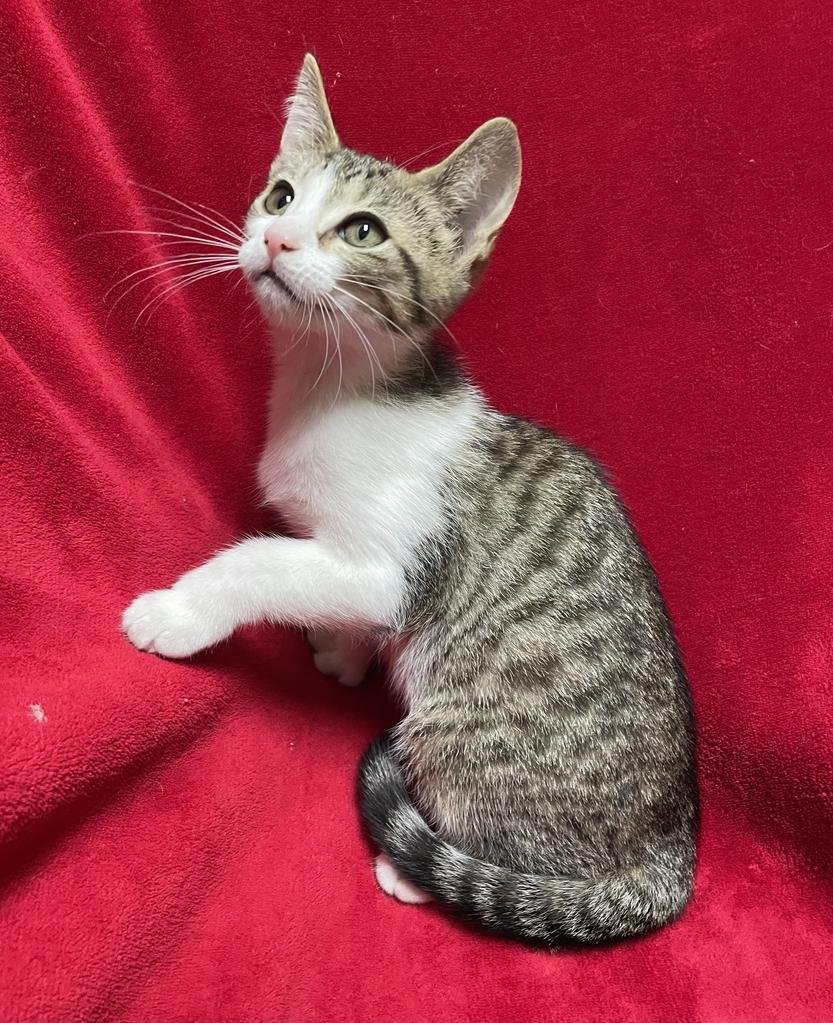 Zooble, a ADOPTABLE Domestic Short Hair in Jackson, MI image 4/5