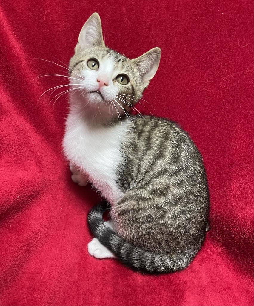 Zooble, ADOPTABLE, Young Female Domestic Short Hair.