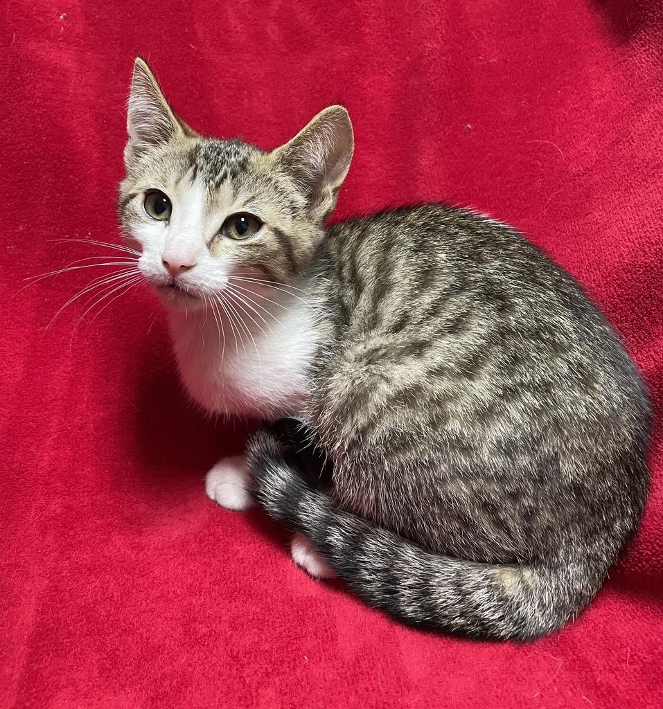 Zooble, a ADOPTABLE Domestic Short Hair in Jackson, MI image 5/5