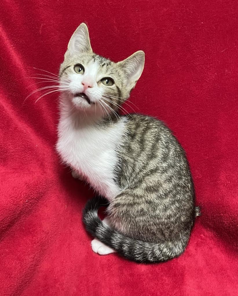 Zooble, a ADOPTABLE Domestic Short Hair in Jackson, MI image 2/5