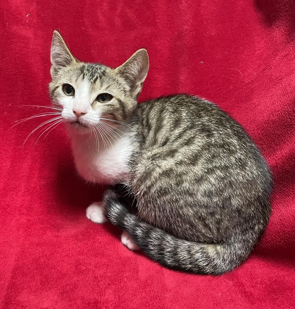 Zooble, a ADOPTABLE Domestic Short Hair in Jackson, MI image 3/5