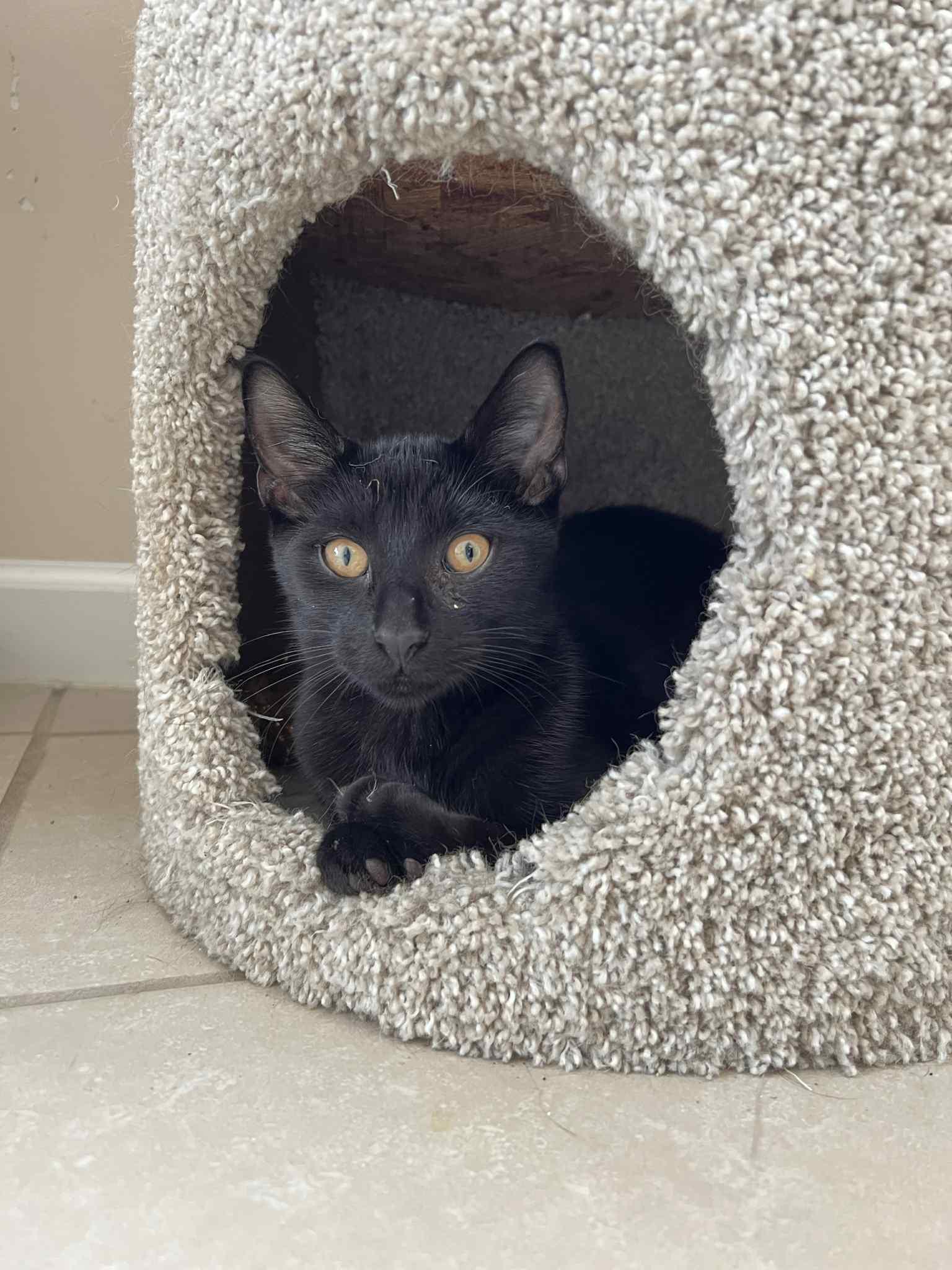 Ziggy, a Adoptable Domestic Short Hair in New Baltimore, MI image 1/3