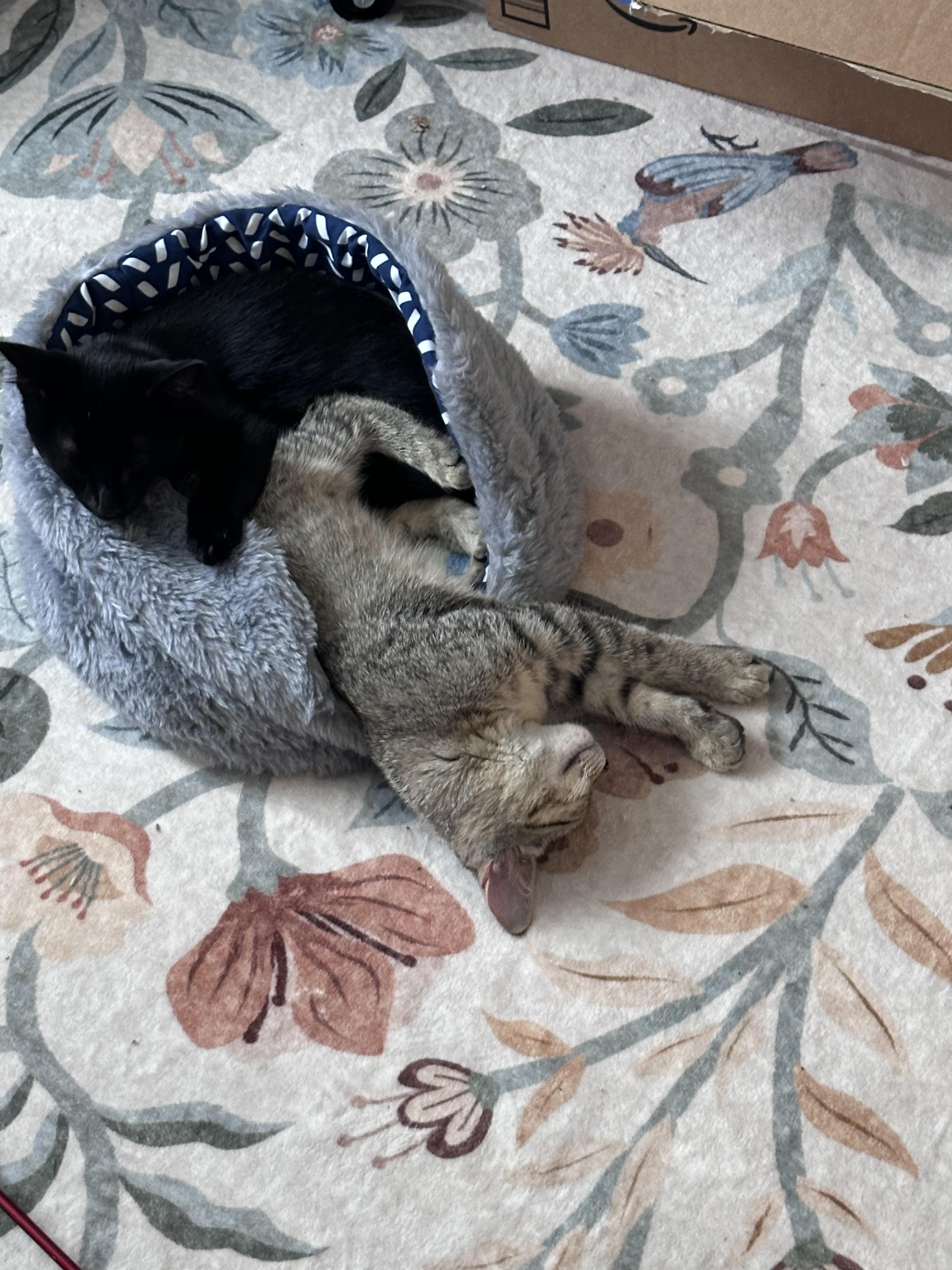 Ziggy, a Adoptable Domestic Short Hair in New Baltimore, MI image 3/3