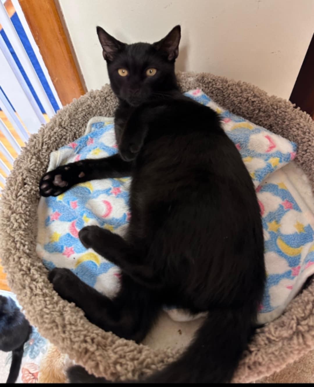 Ziggy, Adoptable, Kitten Male Domestic Short Hair.