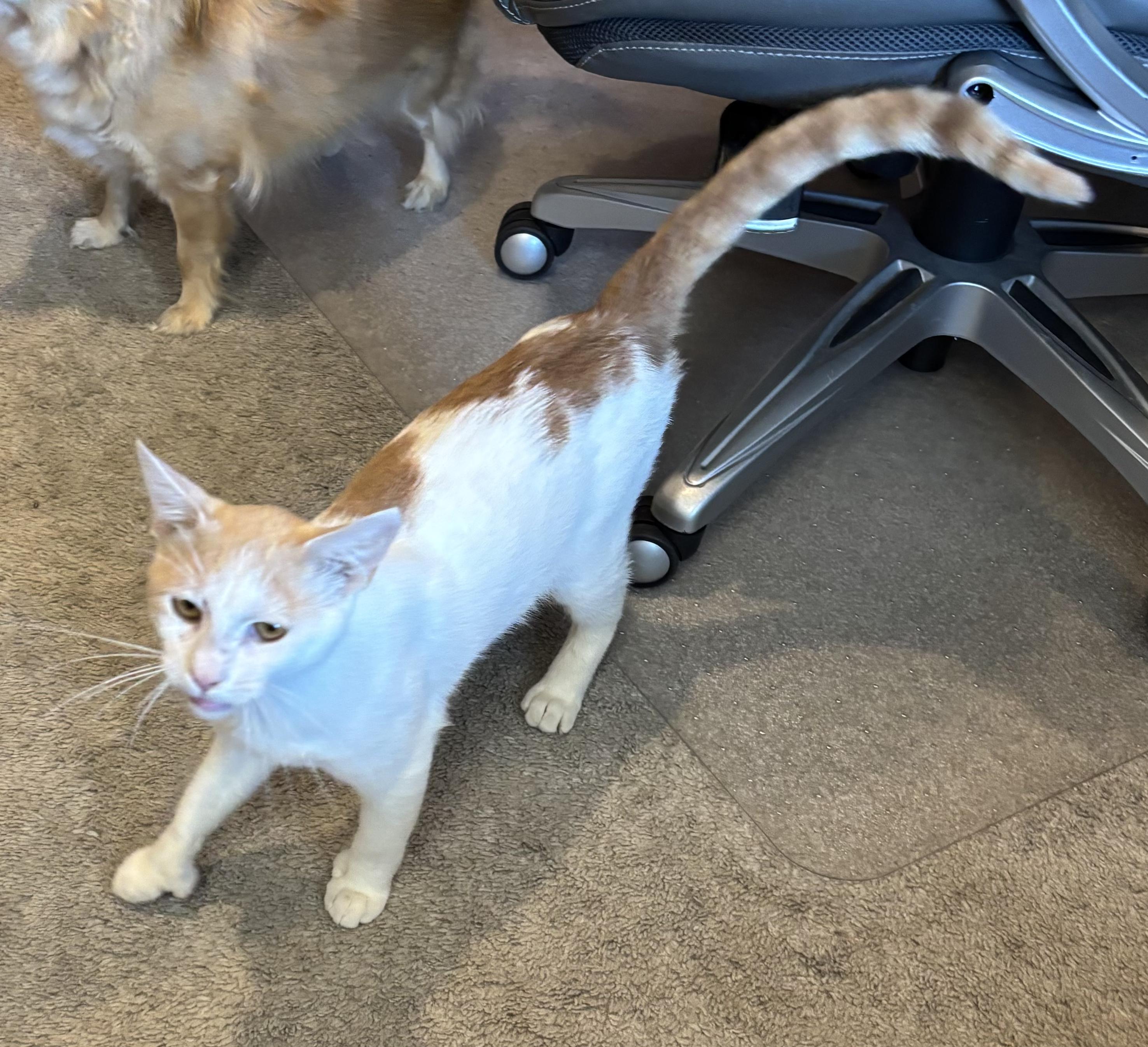 Dreamy, Adopted, Young Male American Shorthair.