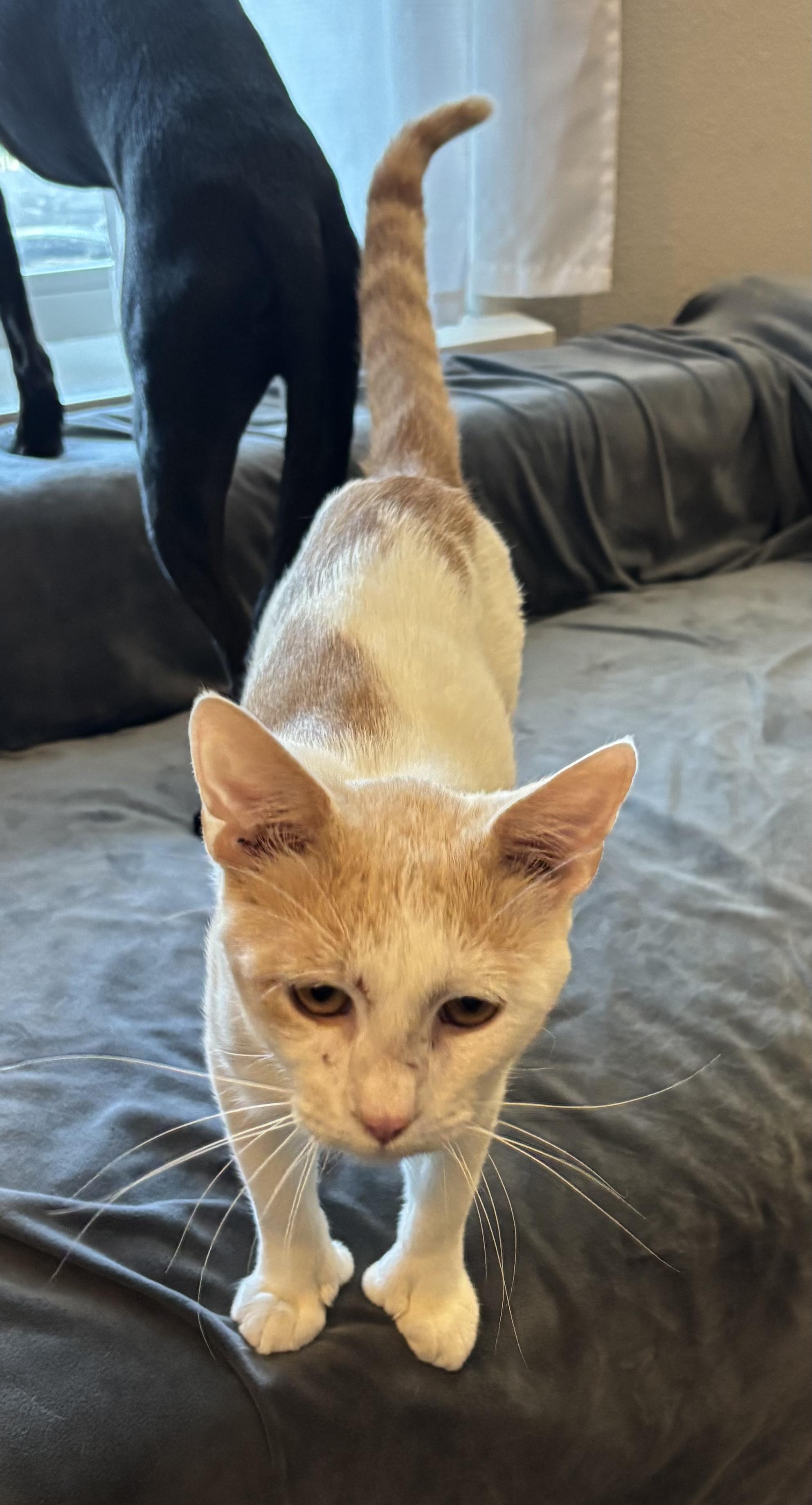 Enlarge Dreamy, a Adopted mixed breed in Gentry, AR image 3/3