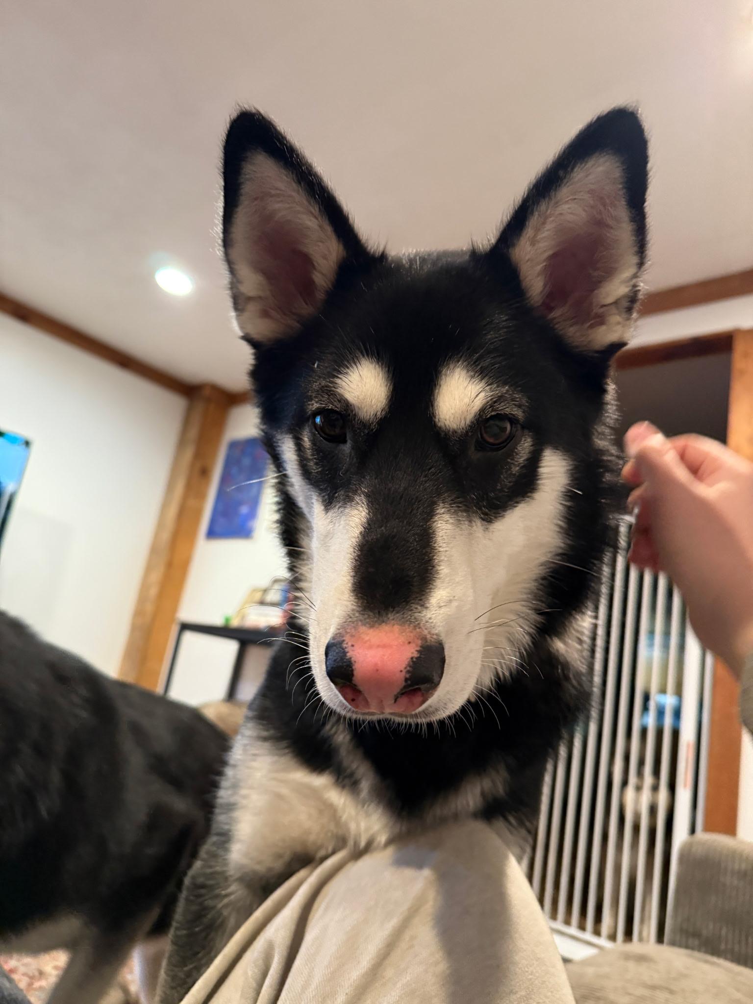 Gallagher, Adoptable, Young Male Siberian Husky.