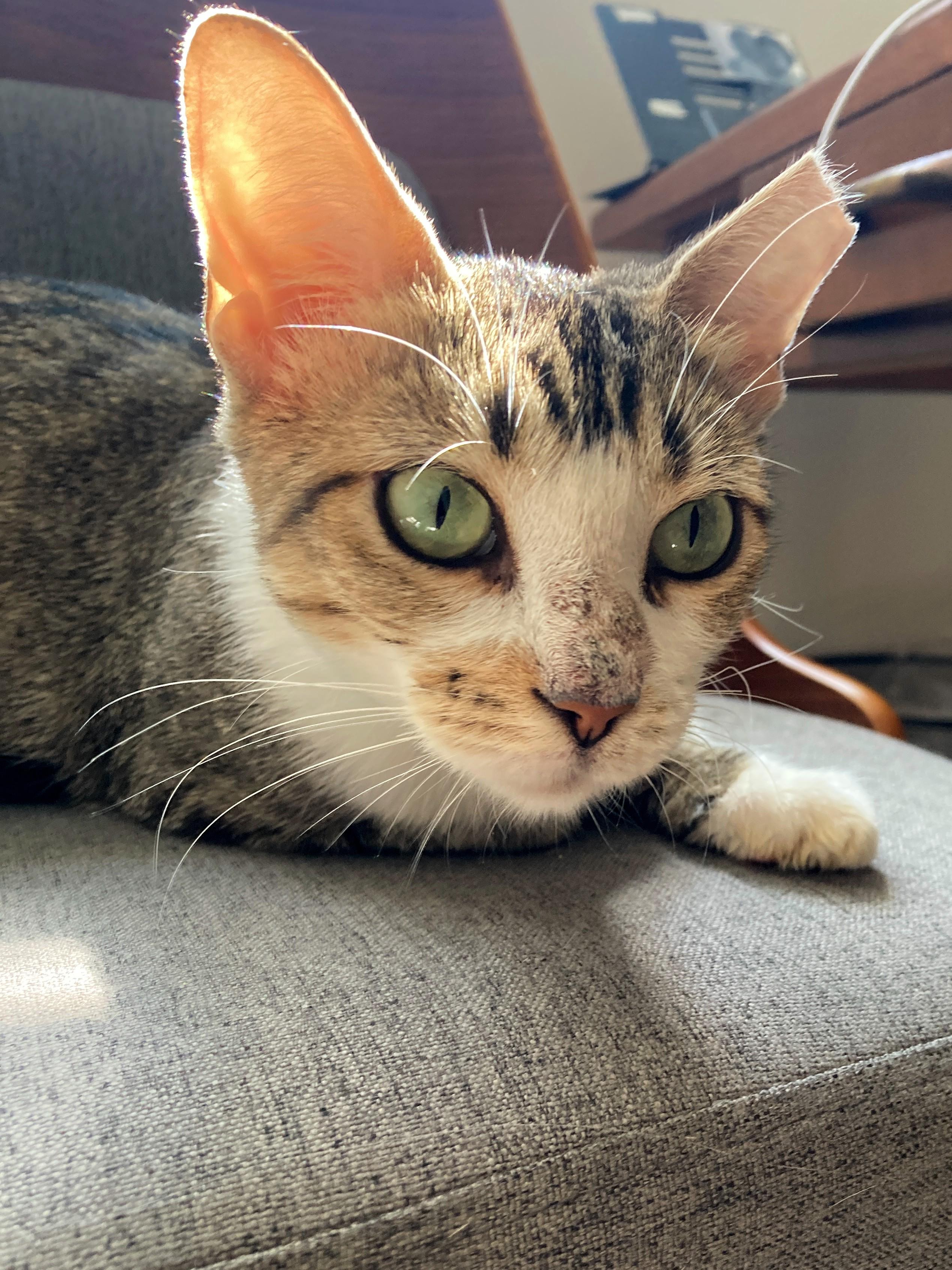 Clementine