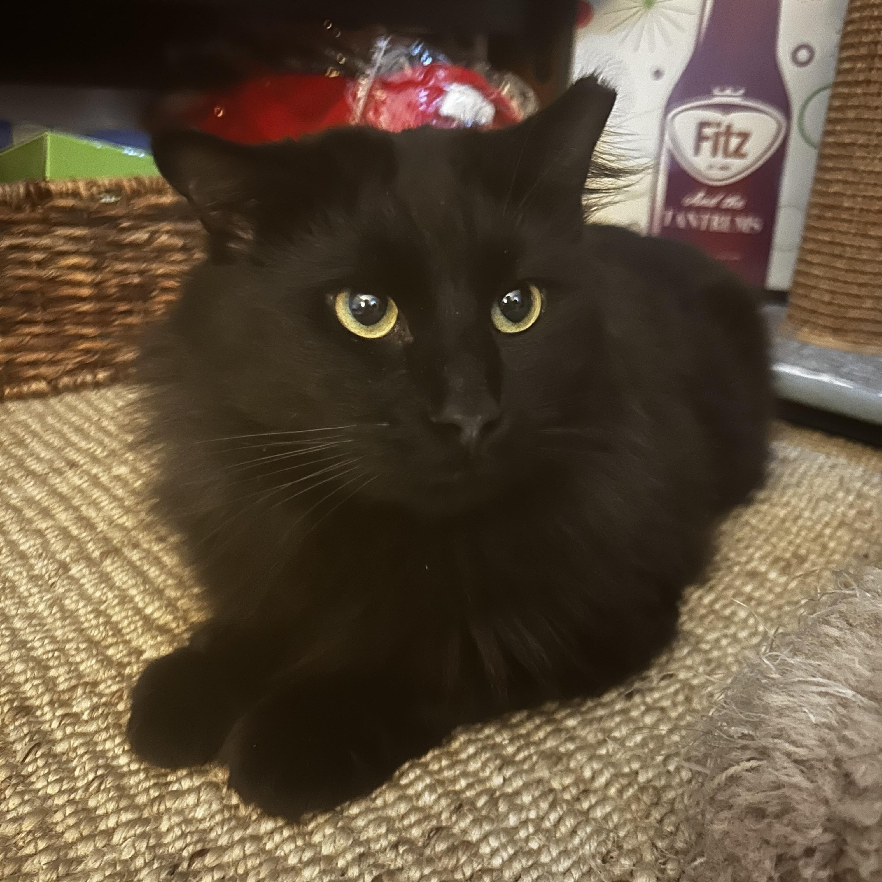 Merlin, adoptable, Young Male Domestic Short Hair.