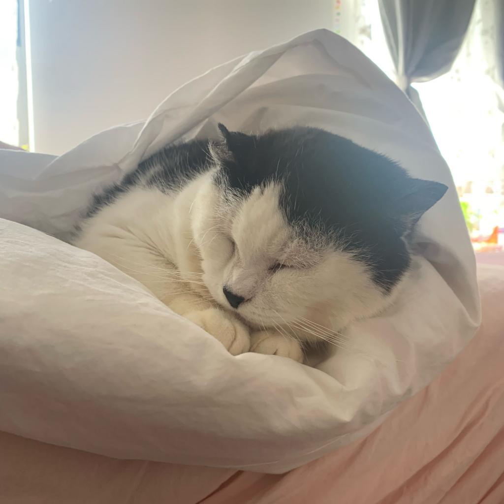 Enlarge Starlight, a Adoptable Domestic Short Hair in Brooklyn, NY image 1/6