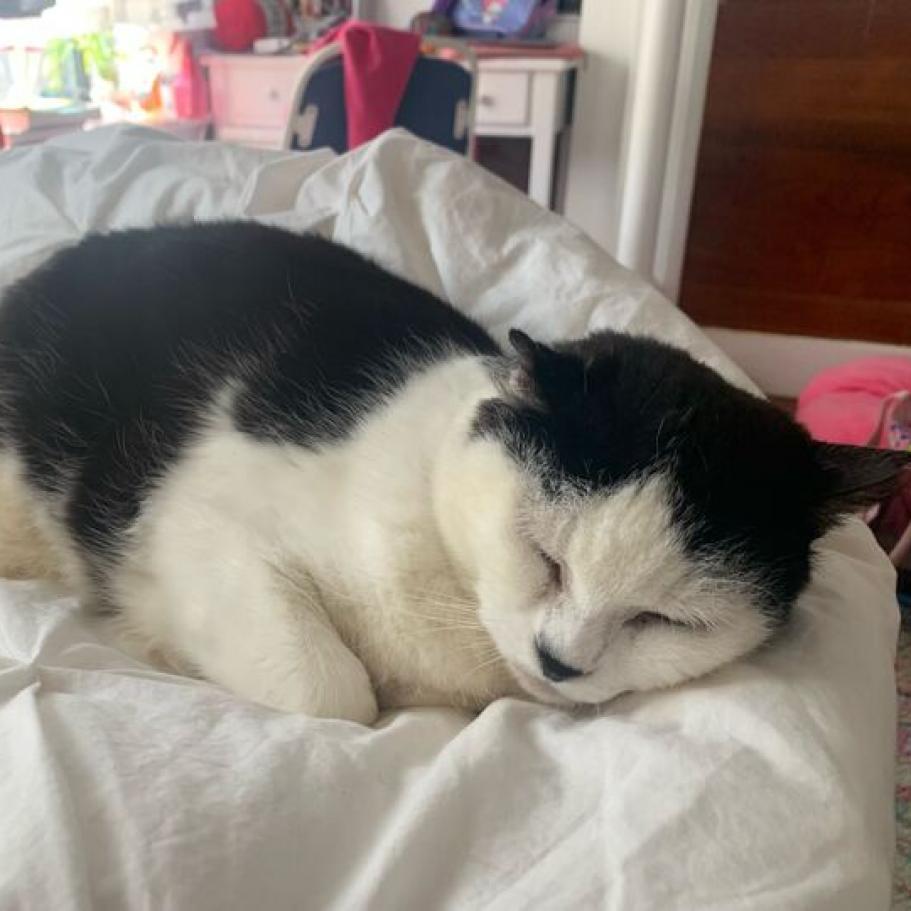 Enlarge Starlight, a Adoptable Domestic Short Hair in Brooklyn, NY image 2/6