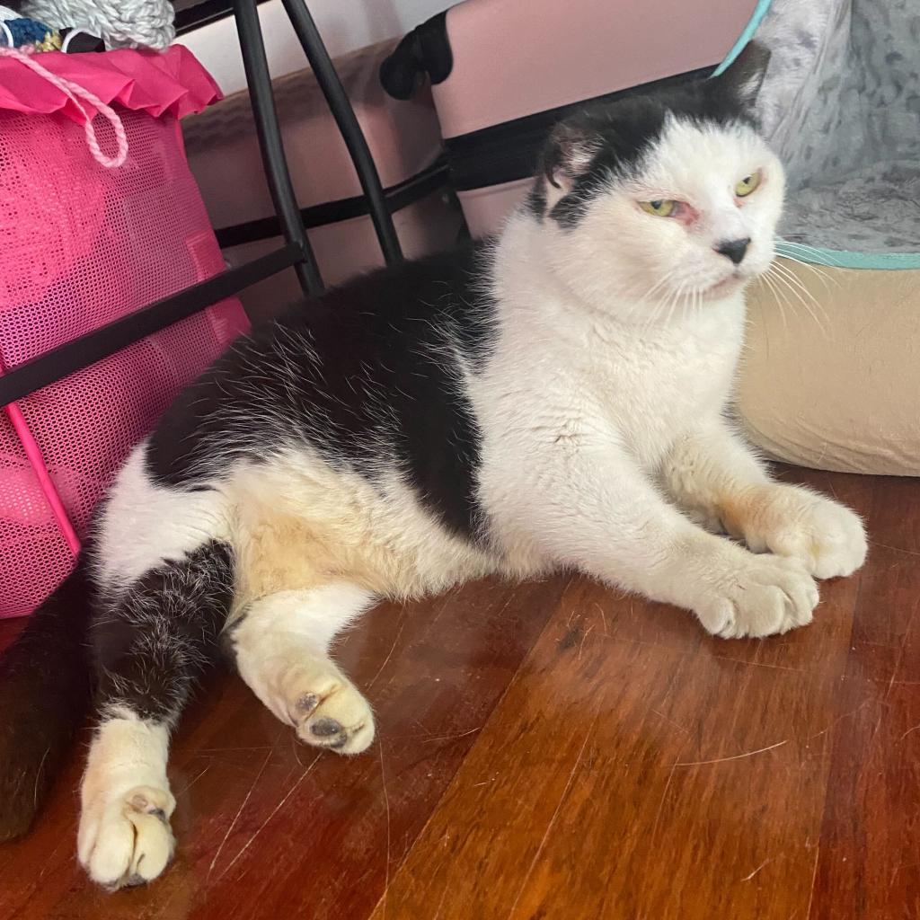 Enlarge Starlight, a Adoptable Domestic Short Hair in Brooklyn, NY image 3/6