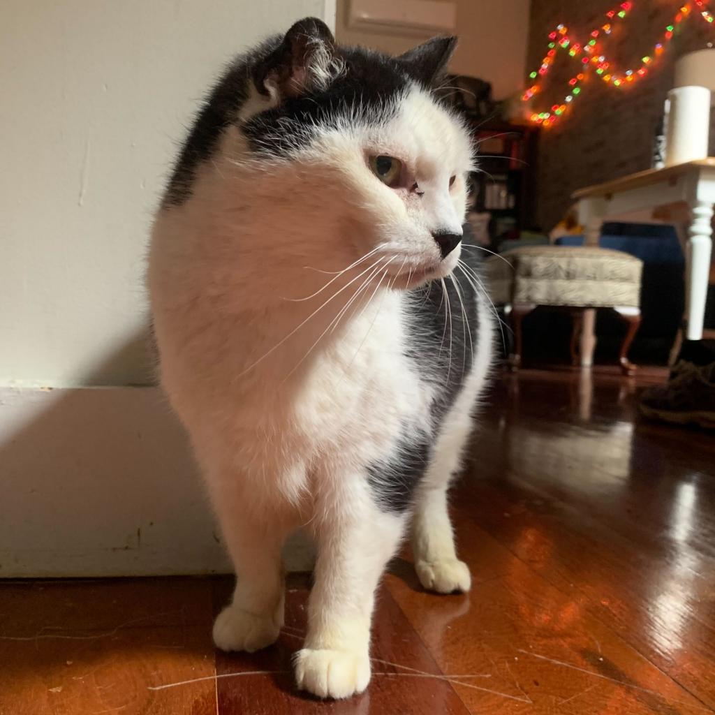 Enlarge Starlight, a Adoptable Domestic Short Hair in Brooklyn, NY image 4/6