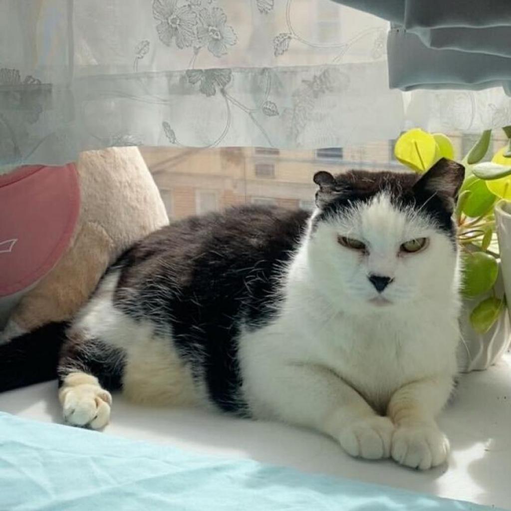 Enlarge Starlight, a Adoptable Domestic Short Hair in Brooklyn, NY image 5/6