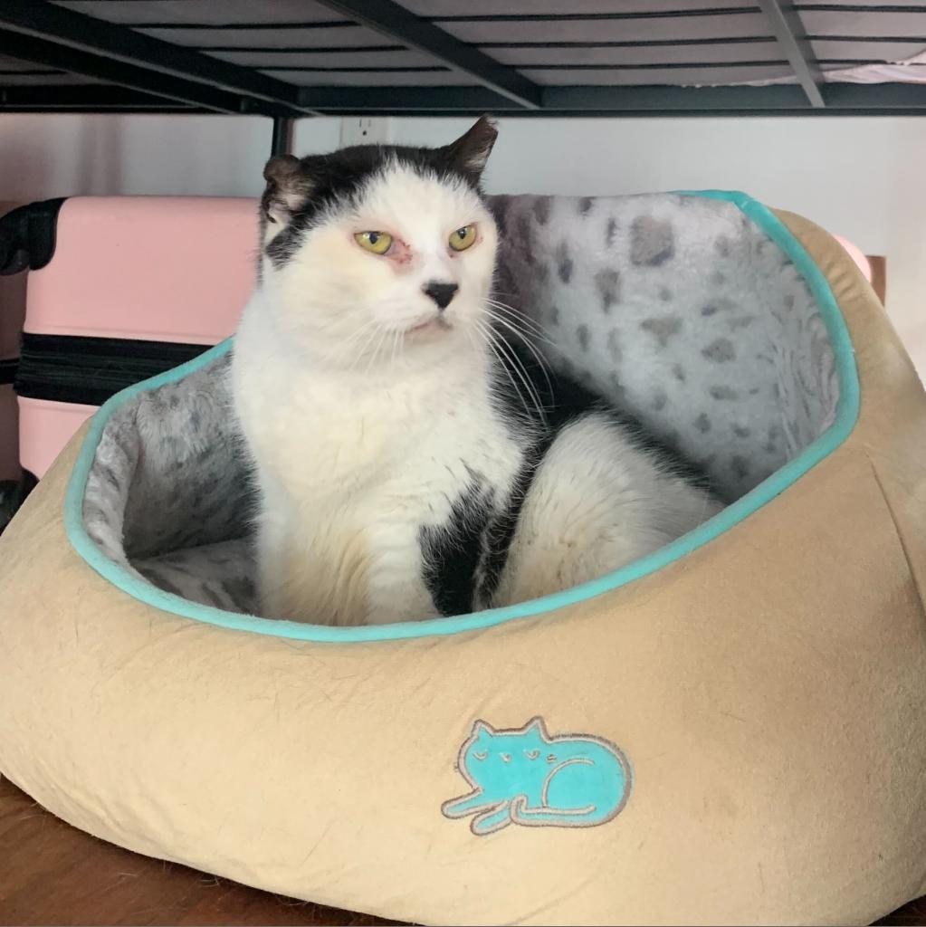 Enlarge Starlight, a Adoptable Domestic Short Hair in Brooklyn, NY image 6/6