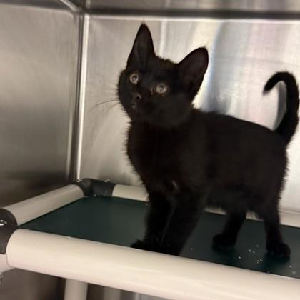 Harmonia, Adoptable, Young Female Domestic Short Hair & Domestic Short Hair.