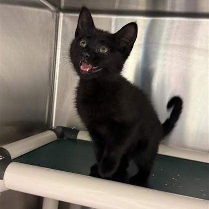 Enlarge Harmonia, a Adoptable mixed breed in Dallas, TX image 3/6