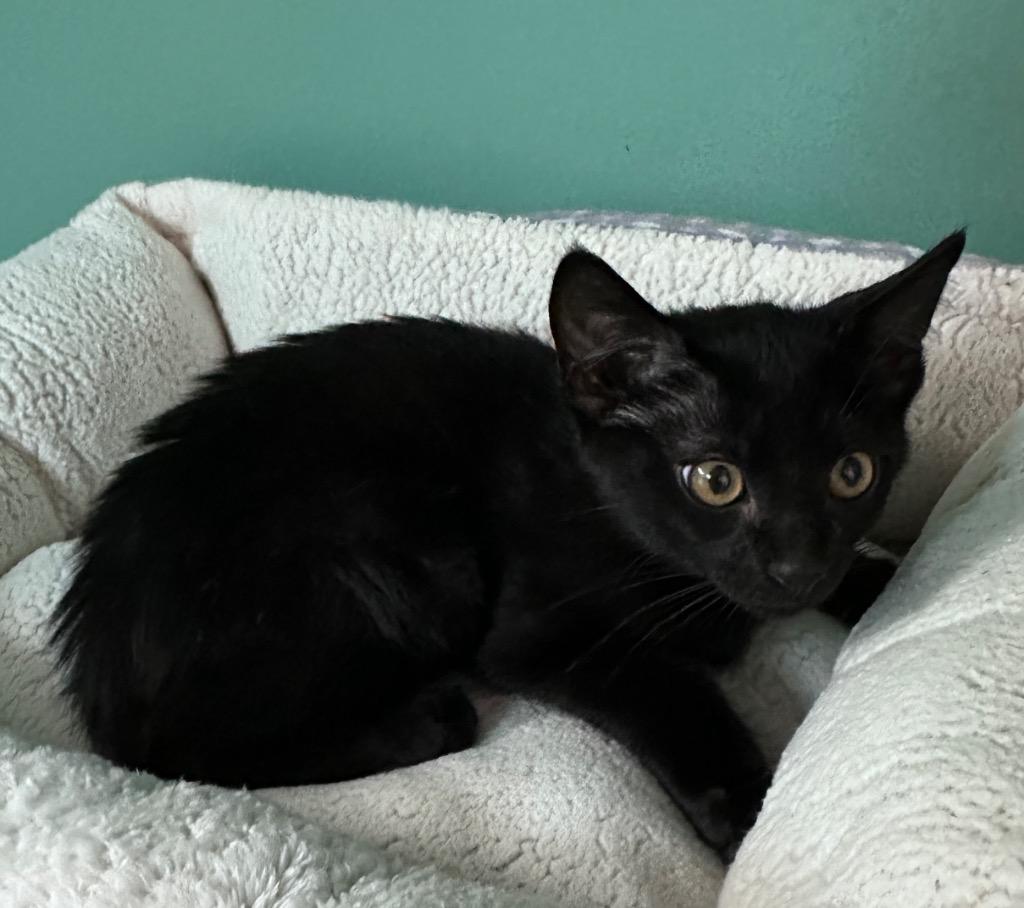 Enlarge Marshmallow, a Adoptable mixed breed in Waynesville, MO image 1/1