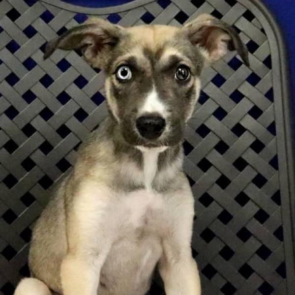 Bullseye, Adoptable, Puppy Male Shepherd.