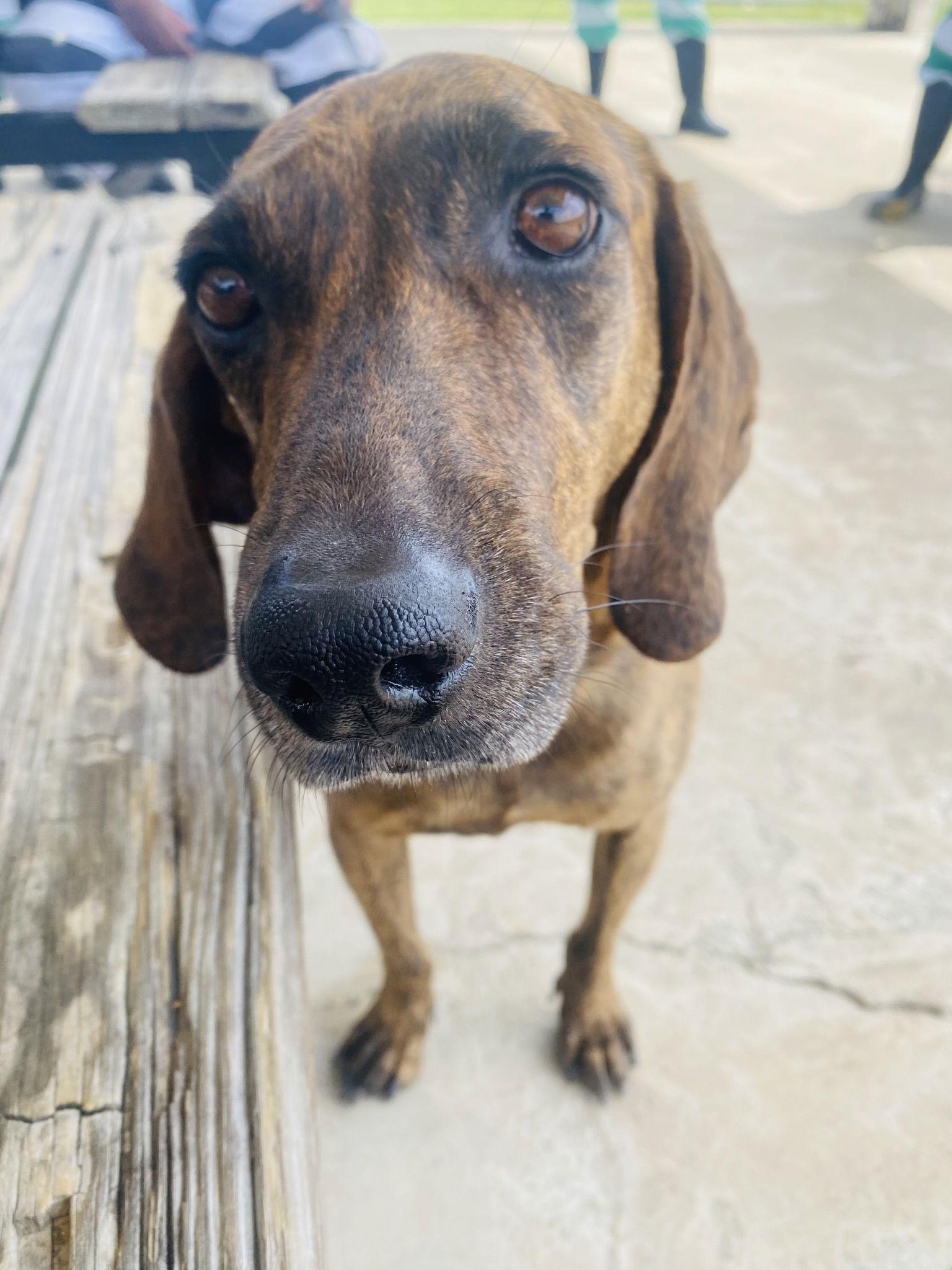 Enlarge Slick, a Adoptable Plott Hound in Jackson, MS image 1/3