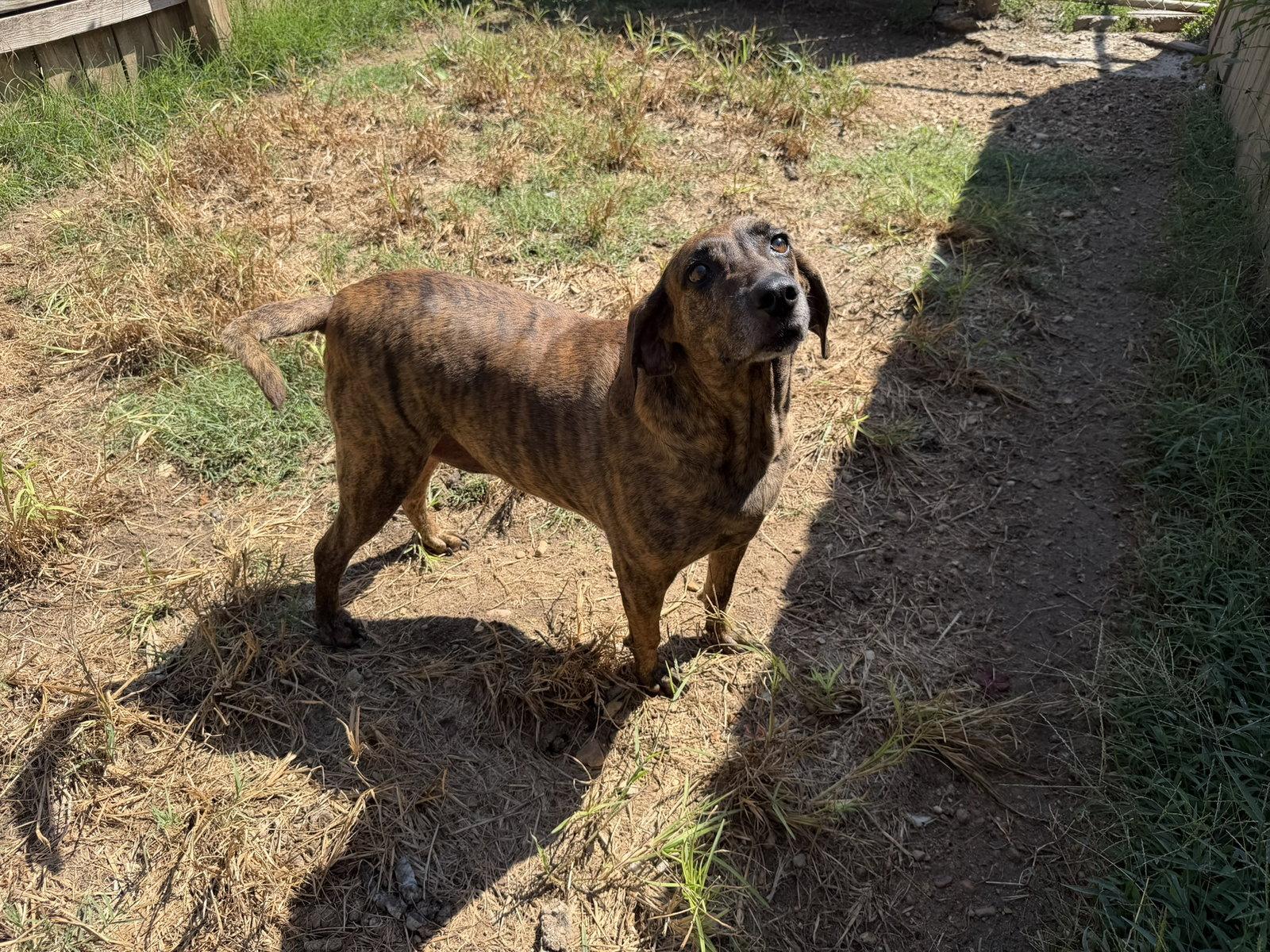 Enlarge Slick, a Adoptable Plott Hound in Jackson, MS image 2/3