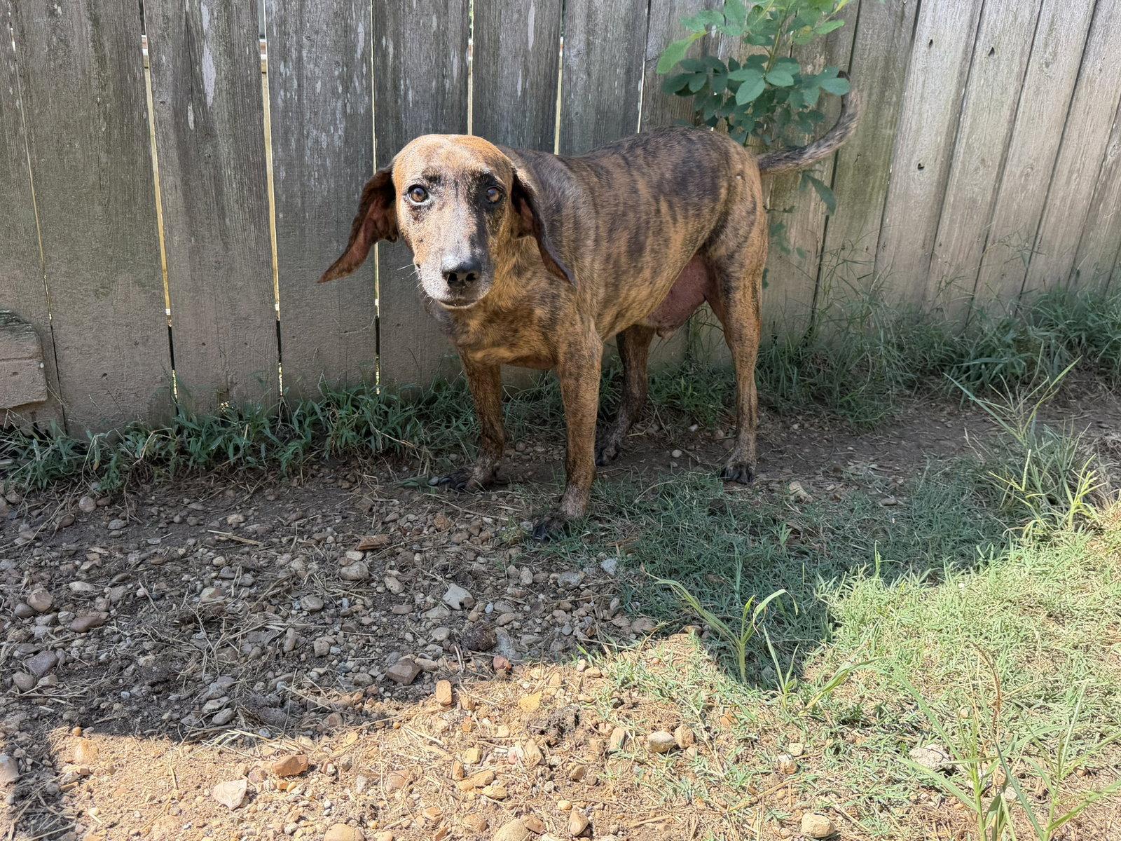 Enlarge Slick, a Adoptable Plott Hound in Jackson, MS image 3/3