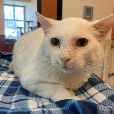 Enlarge Moe, an adoptable Domestic Short Hair in Rochester, MN image 2/3