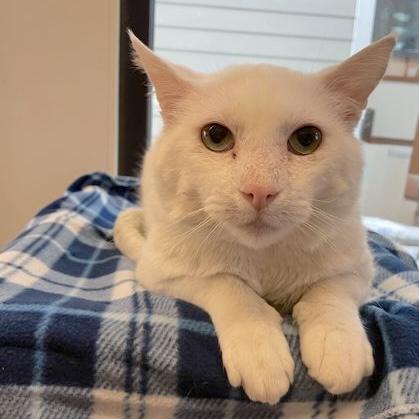 Moe, adoptable, Adult Male Domestic Short Hair.