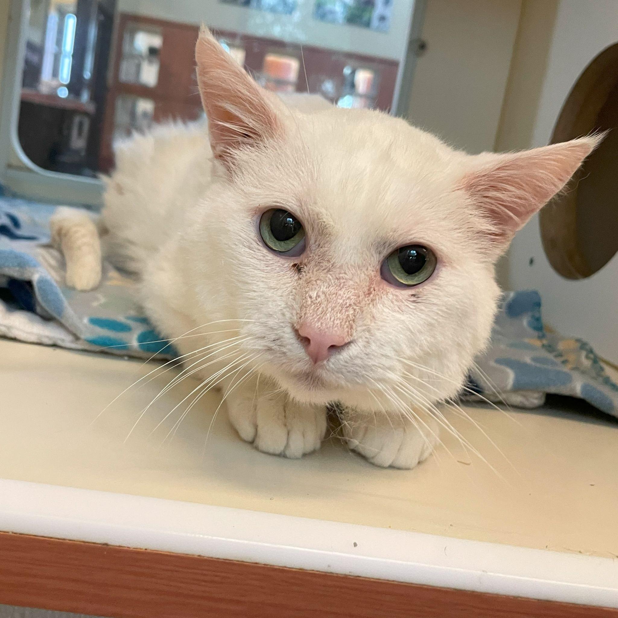 Enlarge Moe, an adoptable Domestic Short Hair in Rochester, MN image 3/3