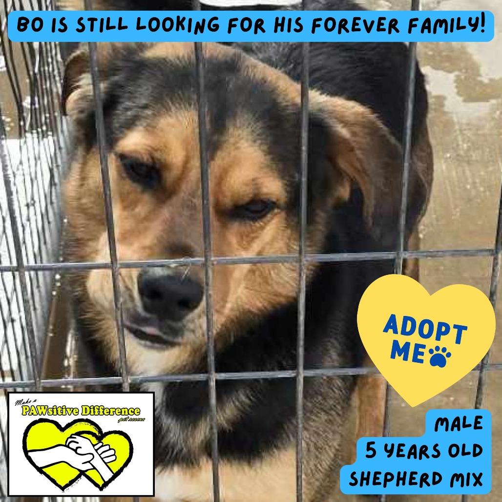 Bo PDR, Adoptable, Adult Male Shepherd & Mixed Breed.
