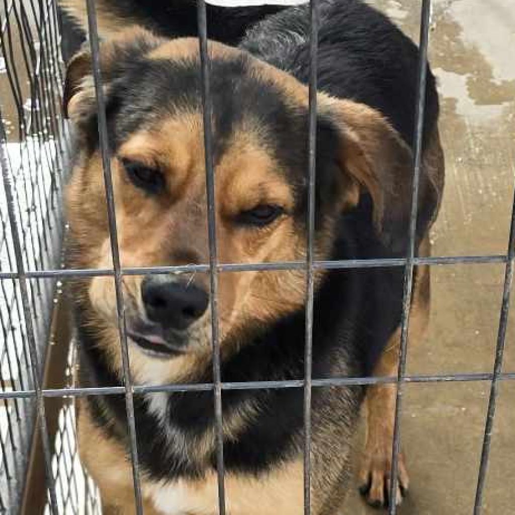 Bo PDR, a Adoptable mixed breed in Las Vegas, NV image 2/2