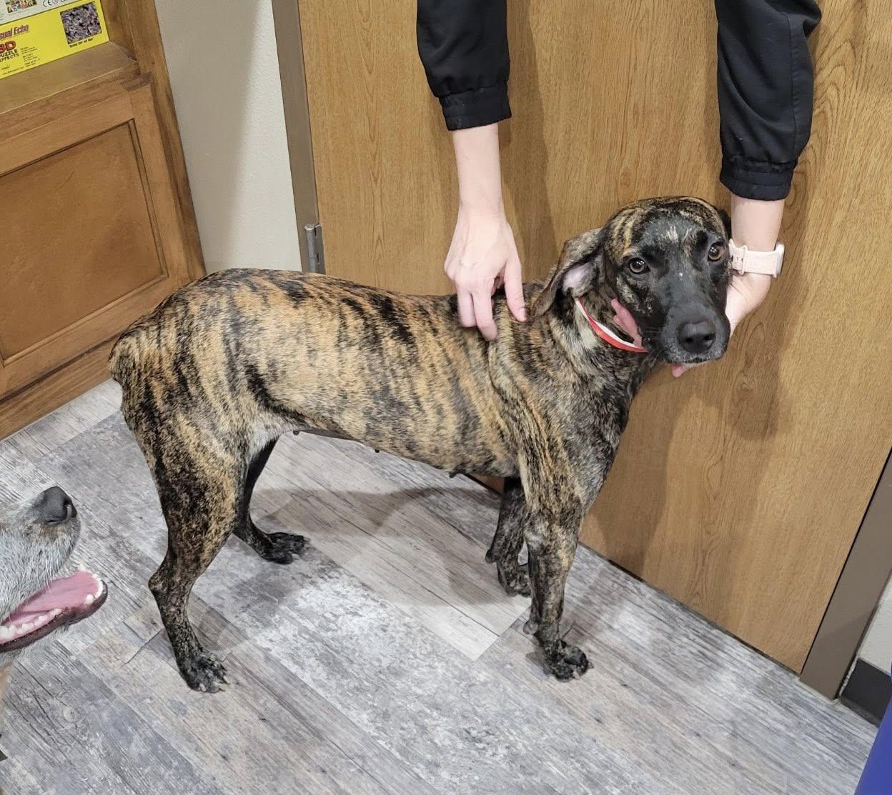 Lily, Adoptable, Young Female Plott Hound & Black Mouth Cur.