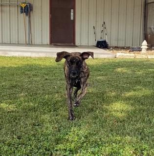 Lily, a other mixed breed in Austin, TX image 2/6
