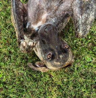 Lily, a other mixed breed in Austin, TX image 3/6