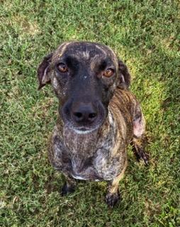 Lily, a other mixed breed in Austin, TX image 4/6