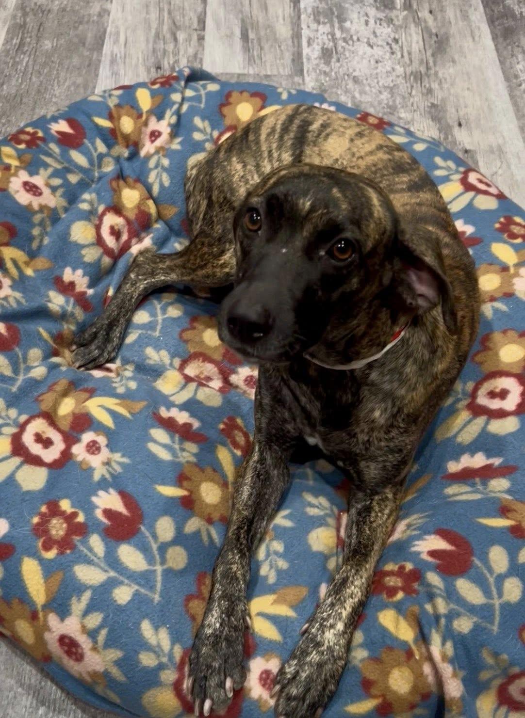 Lily, a other mixed breed in Austin, TX image 5/6