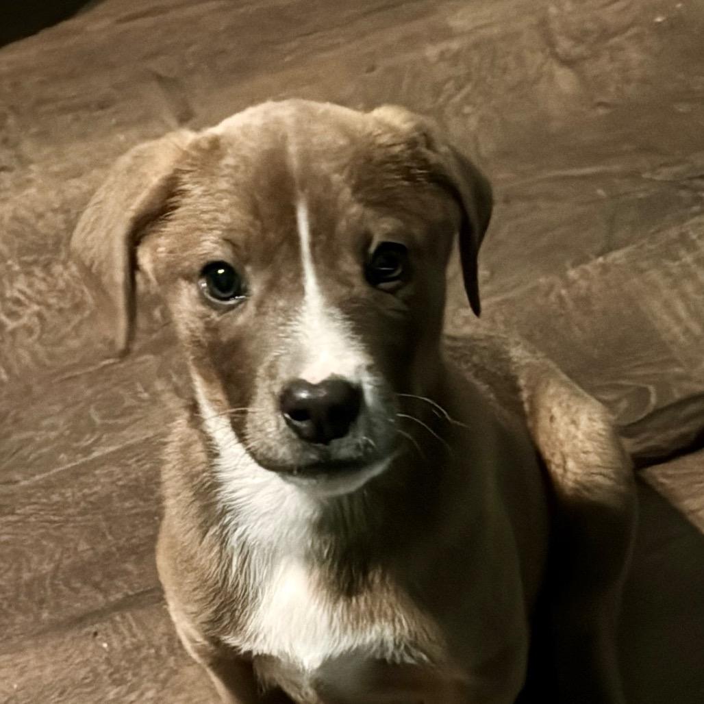 Starvin Marvin, ADOPTABLE, Puppy Male Labrador Retriever.