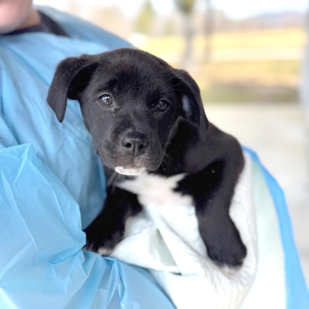 Stiletto, Adoptable, Puppy Female Mixed Breed.