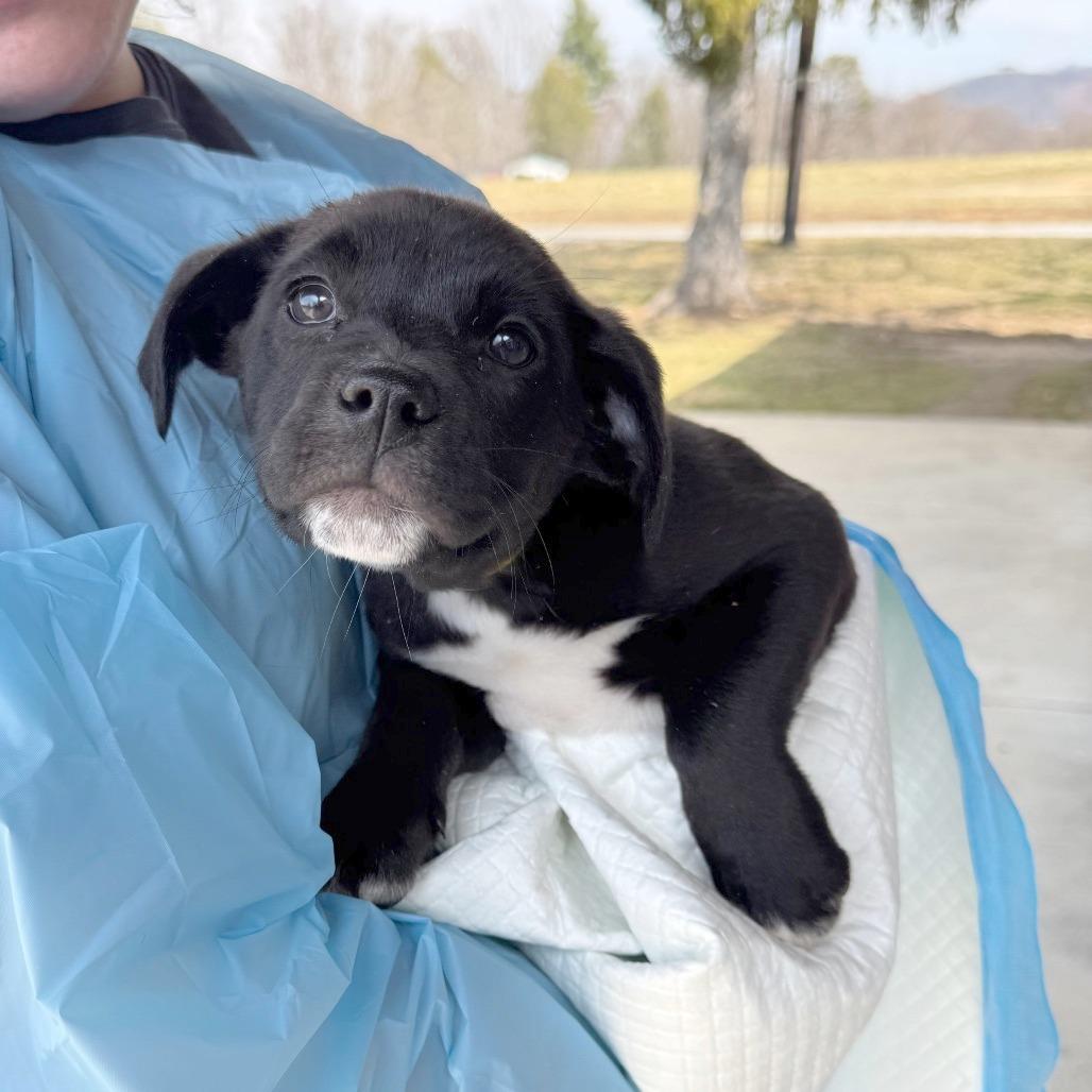 Enlarge Stiletto, a Adoptable Mixed Breed in Hendersonville, NC image 2/6